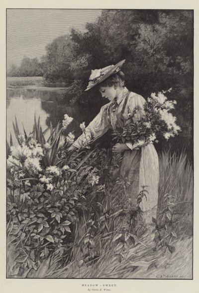 Meadow-Sweet by Charles Edward Wilson